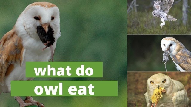 'What do owl eat || what do owls eat in winter || Owl Food & Hunting | what do owls eat in the desert'