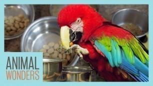 'Preparing A Proper Parrot Diet'