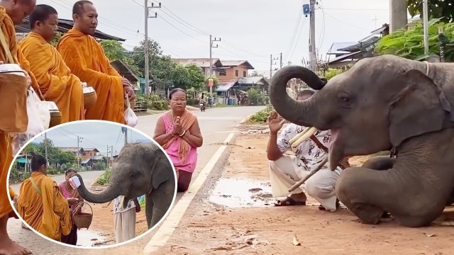 'Elephant Gives Food Donation To Buddhist Monks'