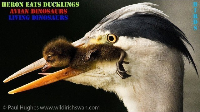 'When a heron eats ducklings for dinner meals, there\'s nothing a mother duck can do to stop this hunt'