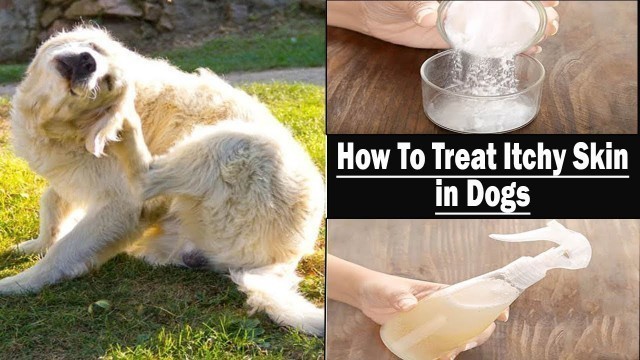 'How to Treat Itchy Skin in Dogs || Home Remedies for Itchy Skin in Dogs'