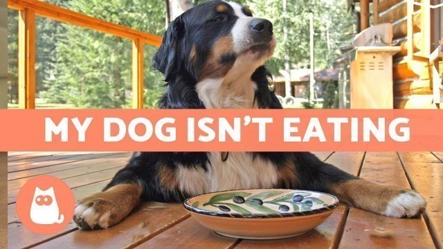 'My Dog WON\'T EAT Their Food 