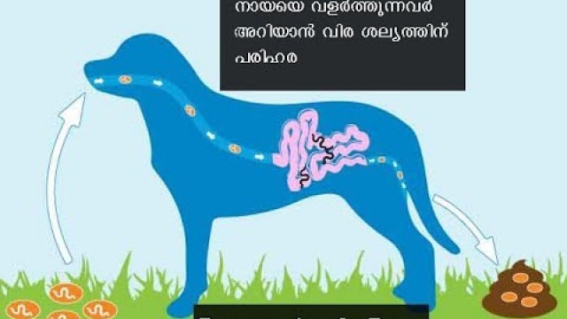 'Deworming for dogs Malayalam - Schedule - | അറിയേണ്ടതെല്ലാം'