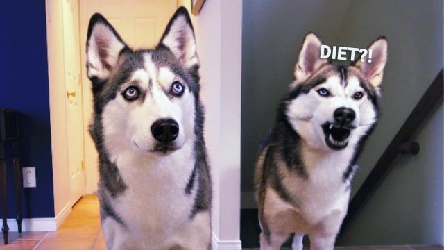 'Putting My Siberian Huskies On a Diet – Where Is The Food?'