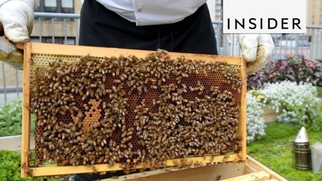 'Hotel In NYC Harvests Honey'