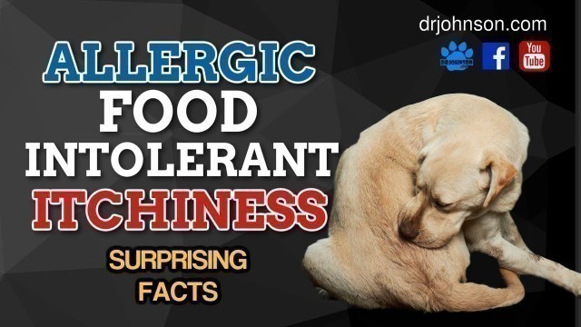 'Food Adverse Reactions aka Food Allergies and Itchy Dog Skin'