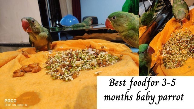 'After 3 Months diet for baby parrot || तोते के बच्चों को 3 महीने बाद क्या खाना देना चाहिए ||