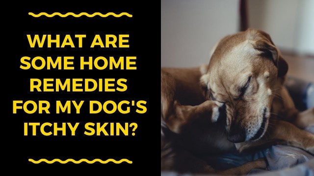 'What are some home remedies for my dog\'s itchy skin?'