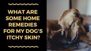 'What are some home remedies for my dog\'s itchy skin?'