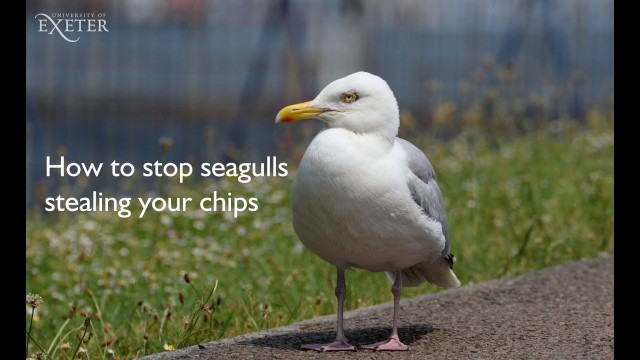 'How to stop seagulls stealing your food - University of Exeter'