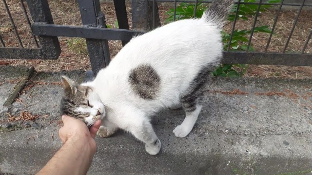 'Meow Please Give me Food.