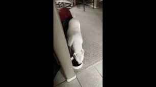 'Spoiled white Pitbull cries for more food 