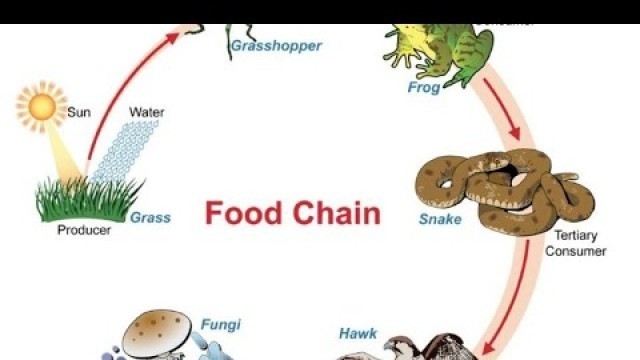 'Food chain,food web,concept of producer,consumer with detail picture'