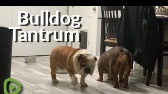 'Bulldog with food of his own tries stealing other dog\'s food'