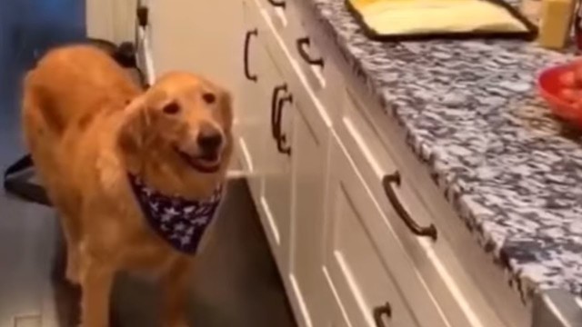 'Golden Retriever stalks party food for hours'