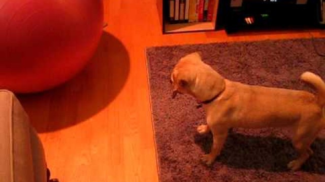 'Lucy vs. Workout ball'