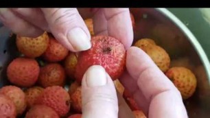 'How to peel and de-seed lychees FAST for home preserving/canning.'