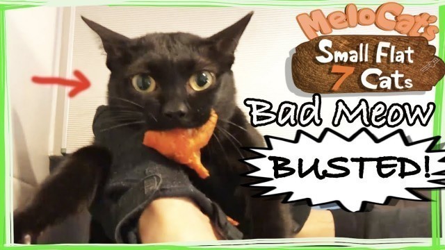 'Mean Cat Stealing Food- My Sneaky Cat Thief (Bad Cat Compilation)'