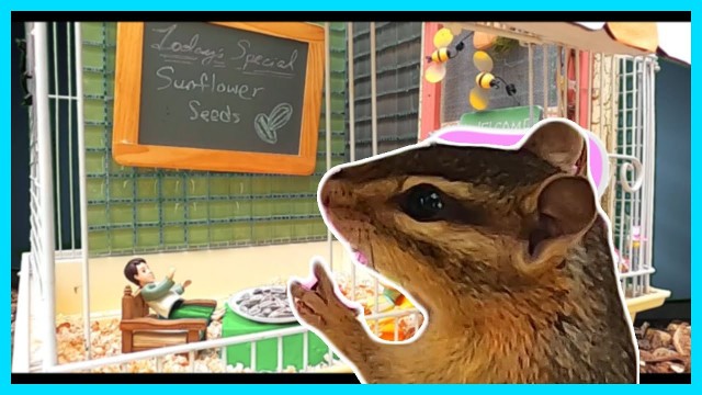 'Giant Chipmunk Stealing Food from a Restaurant Funny and Scary Part One'