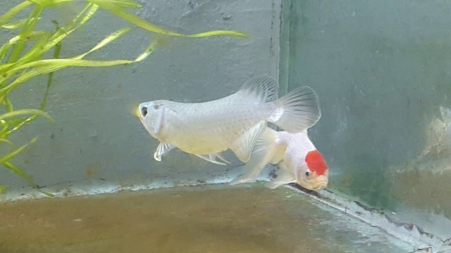 'Asian arowana feeding molly'