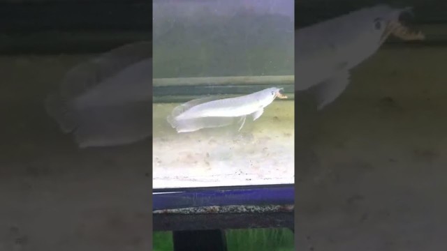 'SILVER AROWANA FEEDING MEALWORM/ SUPER WORM'