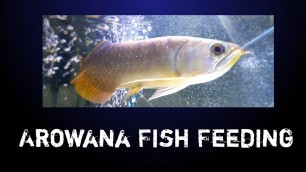 'Arowana Fish Feeding 