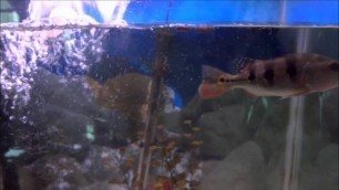 'Peacock Bass And Silver Arowana Eating Hikari Tropical Food Sticks'