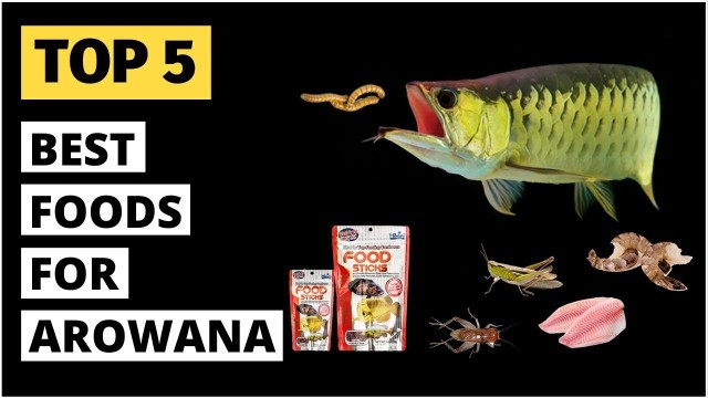 'Best Foods for Arowana | Top 5 foods for Arowana | Colour enhancing food for Arowana'