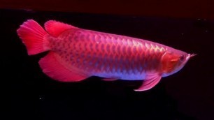 'Feeding My Super Red Arowana with superworms'