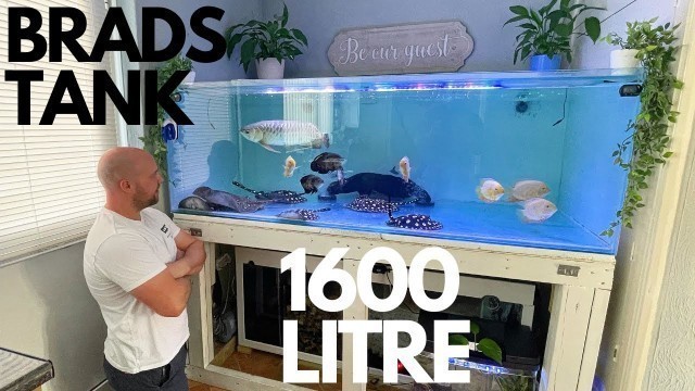 'STINGRAY AND AROWANA AQUARIUM VISITING BRADS 1600 LITRE TANK (PLUS FEEDING ALL THE MONSTERS)'