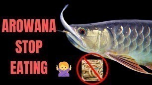 'Arowana Stop Feeding...