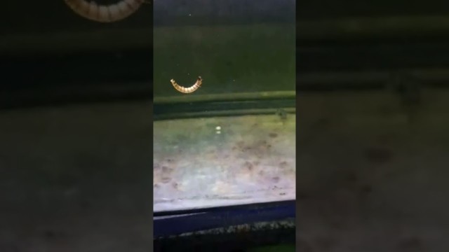 'Live feeding mealworms /silver arowana'