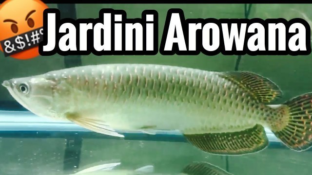 'Jardini Arowana Fish Care - Warning Live Feeding'