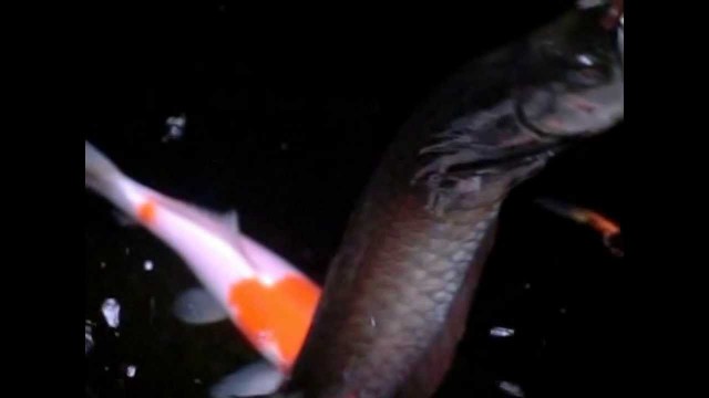 'Arowana jumping out of pond for food (SLOW MOTION)'