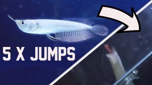 'BABY SILVER AROWANA JUMPS 5 TIME FOR FOOD - Slowmotion 240FPS'