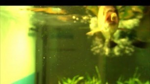 'Arowana Chasing its Food'