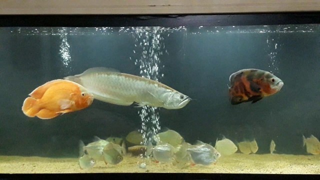 'Silver Arowana Feeding on Native Frozen Gurami Fish'