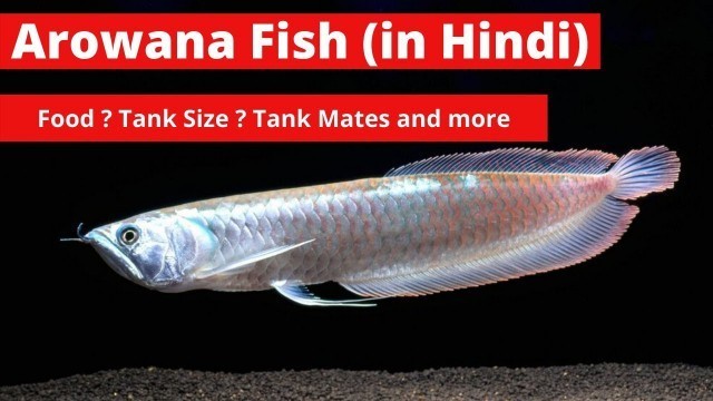 'Arowana Fish in Hindi|Arowana Fish Food|Arowana Tank Size| Arowana Tankmates|Haqqani Arowana Food |'