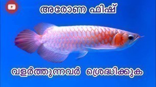 'Arowana fish malayalam | Arowana caring malayalam | Review and Details'