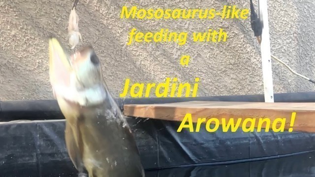 'Arowana (Jardini) Full Body Jumping for food'