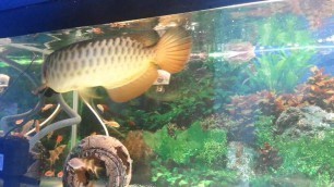 'Arowana Feeding On Cricket @ Ikan Kelisa makan Cengkerik'