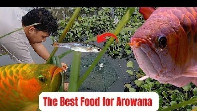 'Hunting Silver Rasbora. The Best Food for Arowana. Asian Fishing Trap Adventure. Episode 25.'