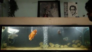 'Silver Arowana & Oscar Fish Feeding On Field Mice'