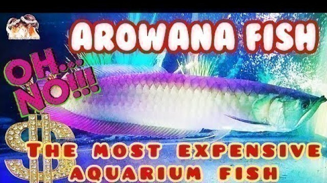 '#arowanafish /Arowana Fish / The most expensive aquarium fish Arowana / Arowana Feeding / cost fish'