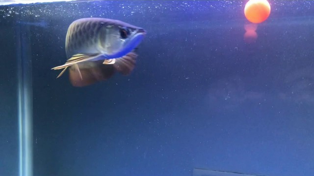 'RTG feeding on Arowana sticks #shorts'