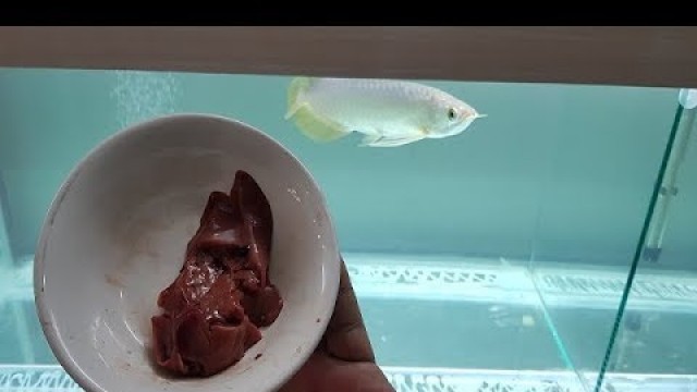 'feeding Arowana fish chicken liver - food for fast growth & color development'