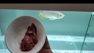 'feeding Arowana fish chicken liver - food for fast growth & color development'