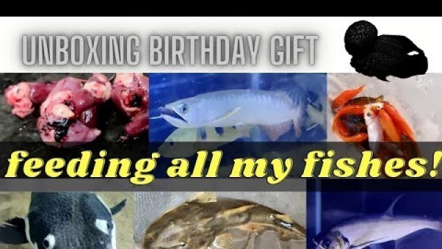 'Feeding all my fishes | fish room tour Tamil | best food for arowana | Unboxing 200 koi  Coimbatore'