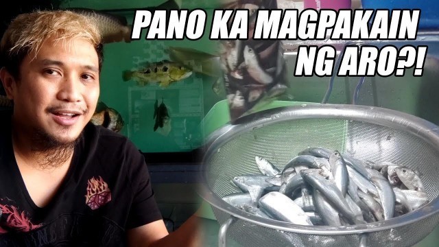 'Pano Nga Ba? Tamang Pagpapakain ng Arowana'