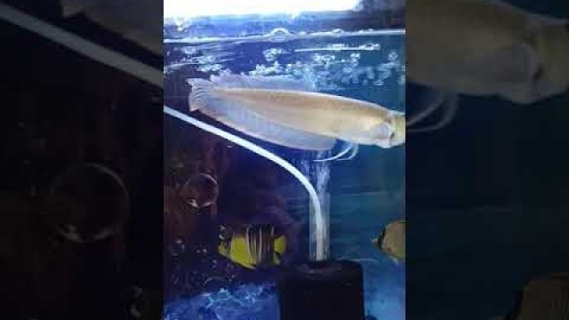 'Silver Arowana feeding Moli fish. Divine aquarist'